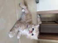British Longhair Kedisi