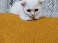 SCOTTİSH FOLD KARTOPU