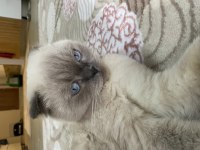 Scottish Fold 2 Yaşında
