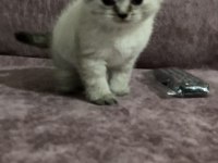 British shorthair yavrular
