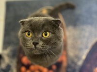 Ücretsiz sahiplendirilecek scottish fold