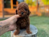 Sevgi Dolu Toy Poodle Yavruları Yeni Ailesini Arıyor