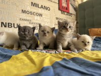 Kusursuz Karakterli Ayı Surat Kalite British Shorthair
