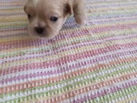 Yavru köpekler