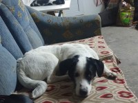 Cipli aşılı köpek için acil yuva jack russell
