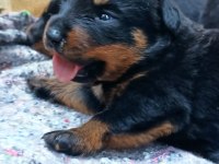 Yavru rottweiler