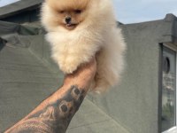 Ayı Surat Pomeranian Yavrular Korekan