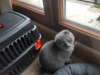 Scottish fold erkek 4 aylık