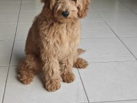 Dişi toy poodle