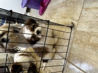 Shih tzu acil yuva aranıyor
