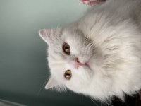 British Longhair odin
