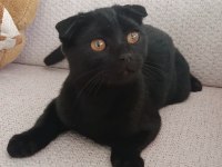 Dişi 5 aylık scottish fold