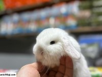 Mini Lop Tavşanı Çiftliği - Her İle Gönderim!