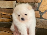 3.5 aylık pomeranian yavrularımız