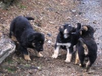 German sheppard puppies