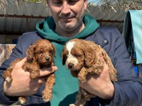 Maltipoo yavrularımız ırk garantilidir
