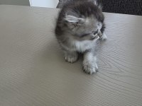 British shorthair yavrularımıza sıcak yuva arıyoruz