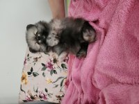 Pomeranian Boo