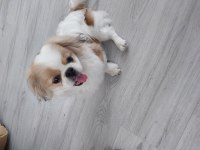 SEVİMLİ PEKİNEZ KÖPEĞİ