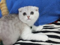 Safkan Scottish Fold ve Straight yavrular Catteryden