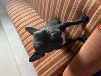 12 aylık erkek french bulldog