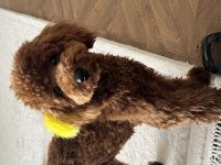 Ücretsiz sahiplendirme yapılacak köpeğimiz Cookie 8 aylık