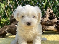 Kar Beyaz Maltese Terrier Yavrular