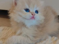 Full secereli british longhair bebekler