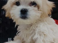 0 NUMARA MALTESE GERÇEK KAR TOPU