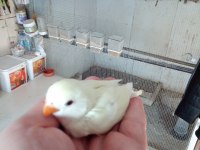 El besleme ve yeni yavru papağanlar