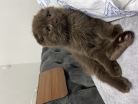 Scottish fold