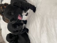 Morkie yavrumuz