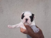 Fransız bulldog yavrular izmirden