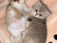 British shorthair golden yavrular