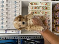 Particolor poodle yavrular yeni evini bekliyor