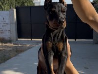 Doberman Bebekler