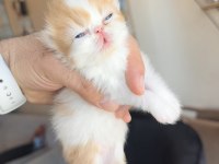 Safkan Şecereli Şampiyon Exotic Shorthair yavrularım