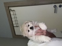 Minik pamuk pekinez köpekler