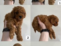 TESLİME HAZIR RED BROWN TOY POODLE