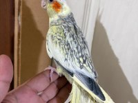 59 GÜNLÜK BEBEK SULTAN PAPAĞANI