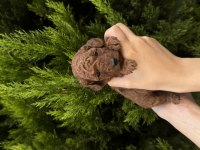 Safkan Toy Poodle Yavrularımız Yeni Yuvalarını Arıyor