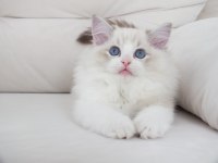 Full şecereli ragdoll yavruları