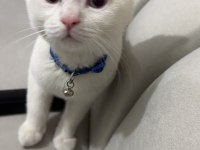 Safkan British Shorthair Bluepoint