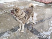 KAFKAS ÇOBAN KÖPEĞİ