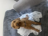 Acil oyuncu poodle oğlum