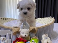 A şecereli Kore maltese babadan maltese yavrular
