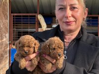 Toy poodle sevimli yavrularım