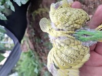 Yavru Muhabbet Kusları