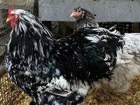 BLUE MODLED BRAHMA KULUÇKALIK YUMURTA & CİVCİV
