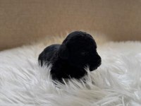 Poodle Bebişlerimiz